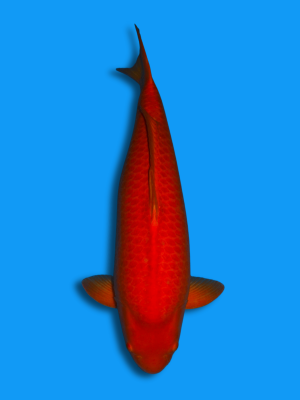 Mango Karashigoi | Koi&Co.